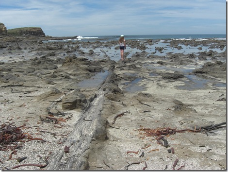 petrified forest